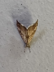 Scybalistodes periculosalis