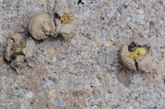 Auplopus carbonarius