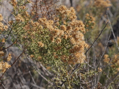 Xylothamia diffusa