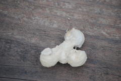 Auplopus carbonarius