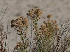 Xylothamia diffusa