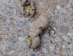 Auplopus carbonarius