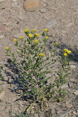 Mentzelia chrysantha