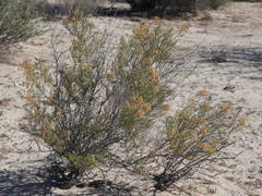 Xylothamia diffusa