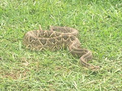 Crotalus durissus
