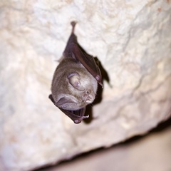 Hipposideros ater