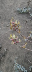 Astragalus anemophilus