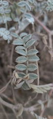 Astragalus anemophilus