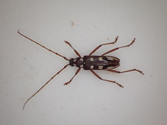 Eburia decemmaculata