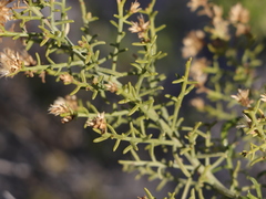 Xylothamia diffusa
