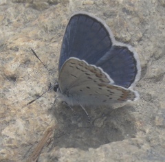 Plebejus fridayi