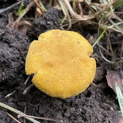 Cantharellus