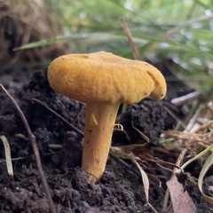 Cantharellus
