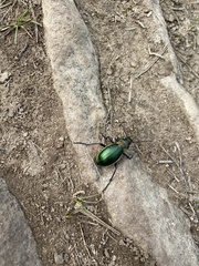 Carabus obsoletus