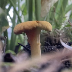 Cantharellus