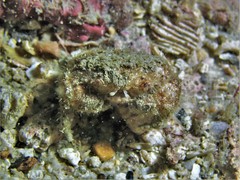 Pilumnus