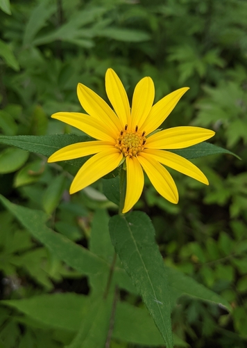 woodland sunflower (Helianthus divaricatus)