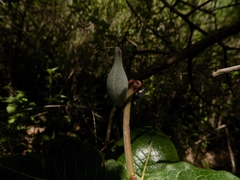 Asclepias otarioides