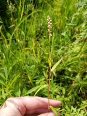 Persicaria careyi