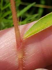 Persicaria careyi