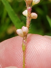 Persicaria careyi