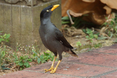 Acridotheres javanicus