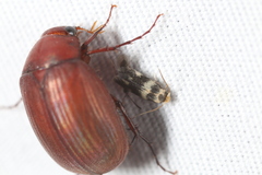 Etainia sericopeza