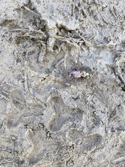 Pterostichus pilosus