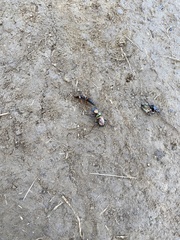 Pterostichus pilosus