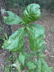 Quercus nigra