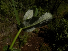 Asclepias otarioides