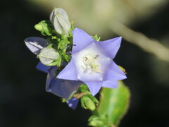 Campanula austroadriatica
