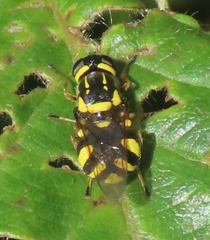 Oxycera rara