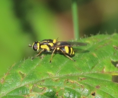 Oxycera rara