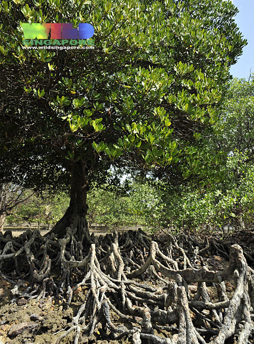 yellow mangroves (Ceriops) - Botanical Realm