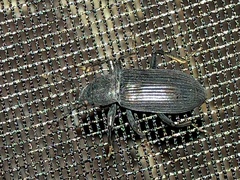 Xylopinus saperdoides