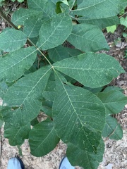 Carya