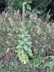 Verbascum thapsus