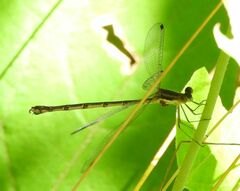 Lestes forcipatus