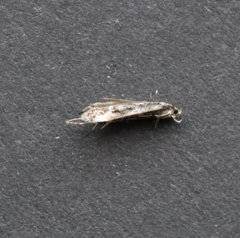 Mompha conturbatella