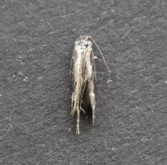 Mompha conturbatella