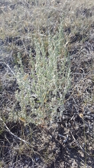 Chenopodium desiccatum