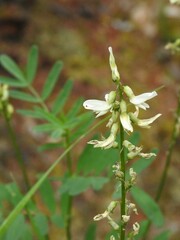 Astragalus williamsii