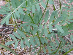 Astragalus williamsii