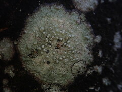 Pertusaria subplanaica