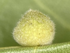 Caryomyia persicoides