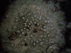 Pertusaria subplanaica