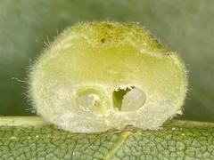 Caryomyia persicoides