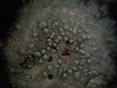 Pertusaria subplanaica