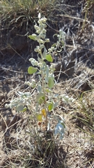 Chenopodium watsonii